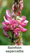 Sainfoin esparcette