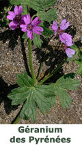 Géranium des Pyrénées