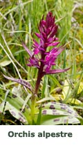 Orchis alpestre