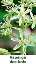 Asperge des bois