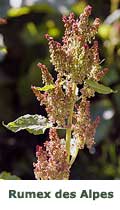 Rumex des Alpes