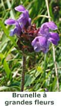 Brunelle à grandes fleurs