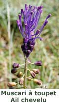 Muscari à toupet