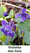 Violette des bois