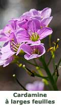 Cardamine à larges feuilles