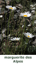 Marguerite des Alpes