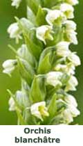 Orchis blanchâtre