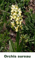 Orchis sureau