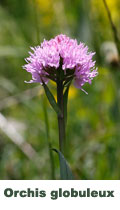 Orchis globuleux