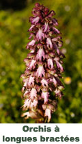 Orchis longues bractées