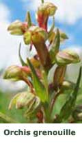 Orchis grenouille