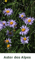 Aster des Alpes