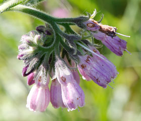 Boraginaces fleur grande Consoude