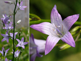 Campanulaces fleur 