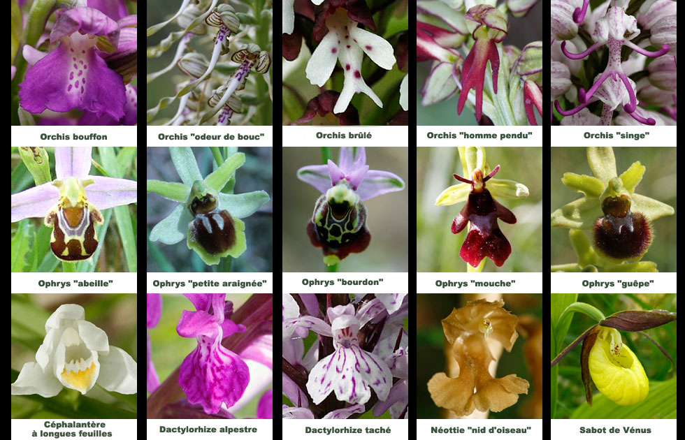 Orchidaces