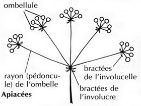 apiaces schema ombelle