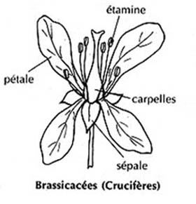 Brassicaces schema