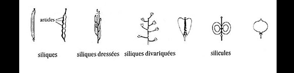 Brassicaces montage 5 fleurs