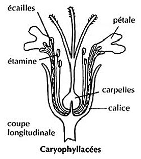 Caryophyllaces schema