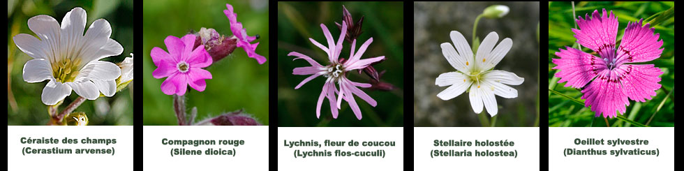 Caryophyllaces montage 5 fleurs