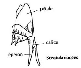 Scrofulariaces schma