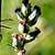 Fiche de l'Herbe aux cent go�ts