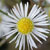 Fiche de l'Aster lanc�ol�