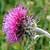 Fiche du Chardon pench�