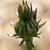 Fiche de la Picride �pervi�re
