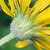 Fiche du S�ne�on doronic