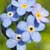 Fiche du Myosotis des marais