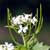 Fiche de l'Herbe � l'ail