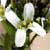Fiche de l'Arabette h�riss�e