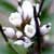 Fiche de la Cardamine h�riss�e