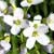 Fiche de la Cardamine des pr�s