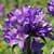 Fiche de la Campanule agglom�r�e