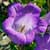 Fiche de la Campanule interm�diaire