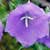Fiche de la Campanule � fleurs de p�cher