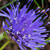 Fiche de l'Herbe � midi