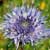 Fiche de la Jasione p�renne