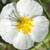 Fiche de l'H�lianth�me des Apennins