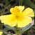 Fiche de l'H�lianth�me petit �cu