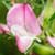 Fiche de la Bugrane �pineuse