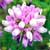 Fiche de la Coronille bigarr�e