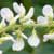 Fiche du M�lilot blanc