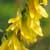 Fiche du M�lilot jaune