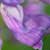 Fiche du Pois � crapauds