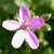 Fiche de l'Erodium à feuilles de cigüe