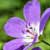 Fiche du Geranium des bois