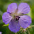 Fiche du Geranium des prés